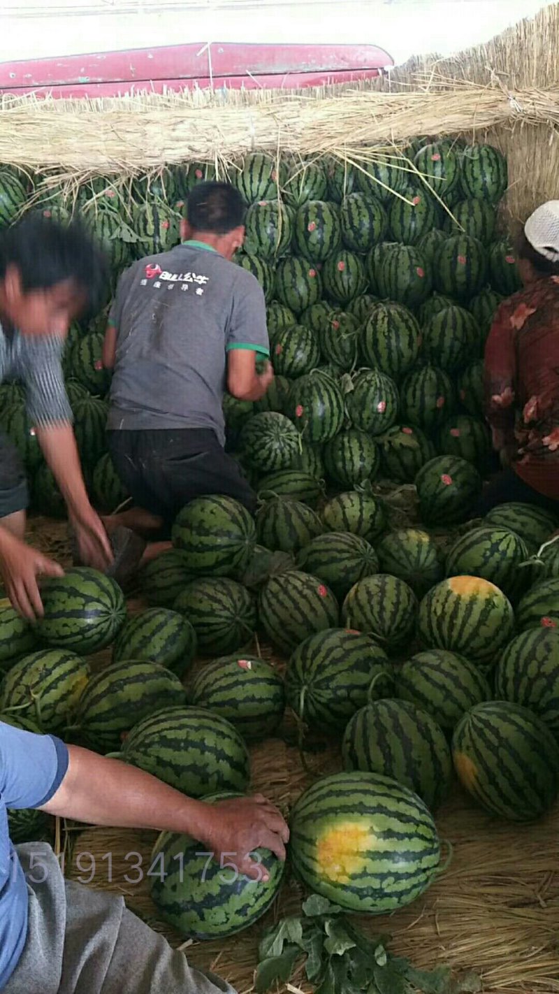 2026大荔县甜王西瓜热卖中产地一手货源价格不贵