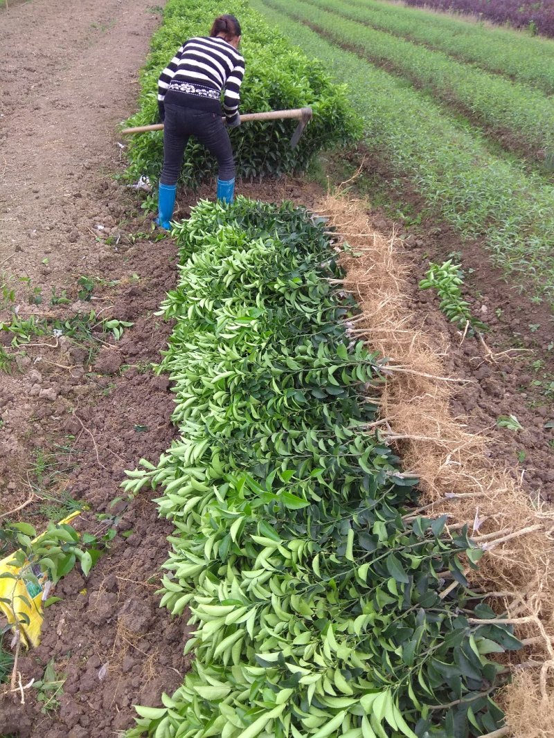 广东金葵早熟沙糖桔苗，包正宗假一赔十，提供免费种植技术。