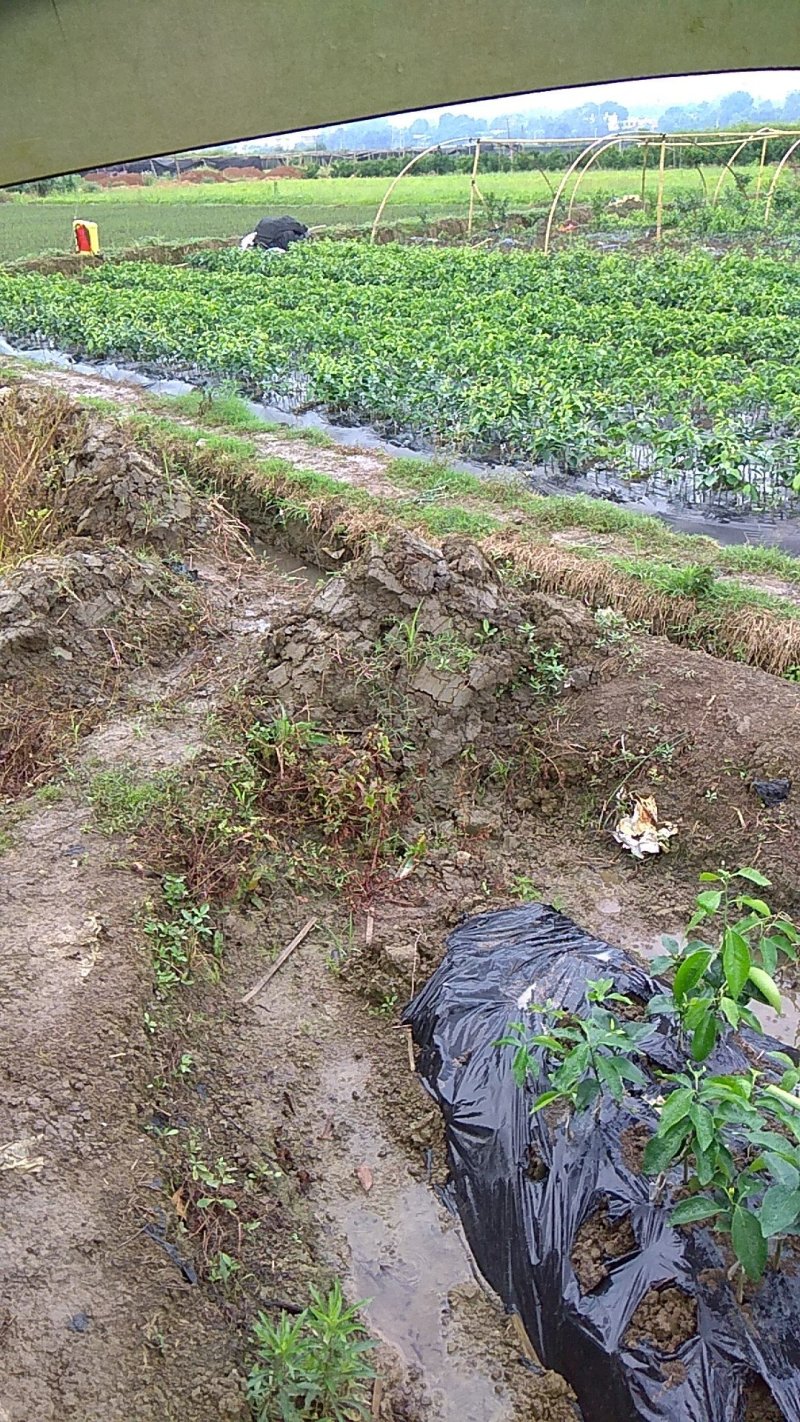 广东金葵早熟沙糖桔苗，包正宗假一赔十，提供免费种植技术。