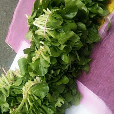 油菜