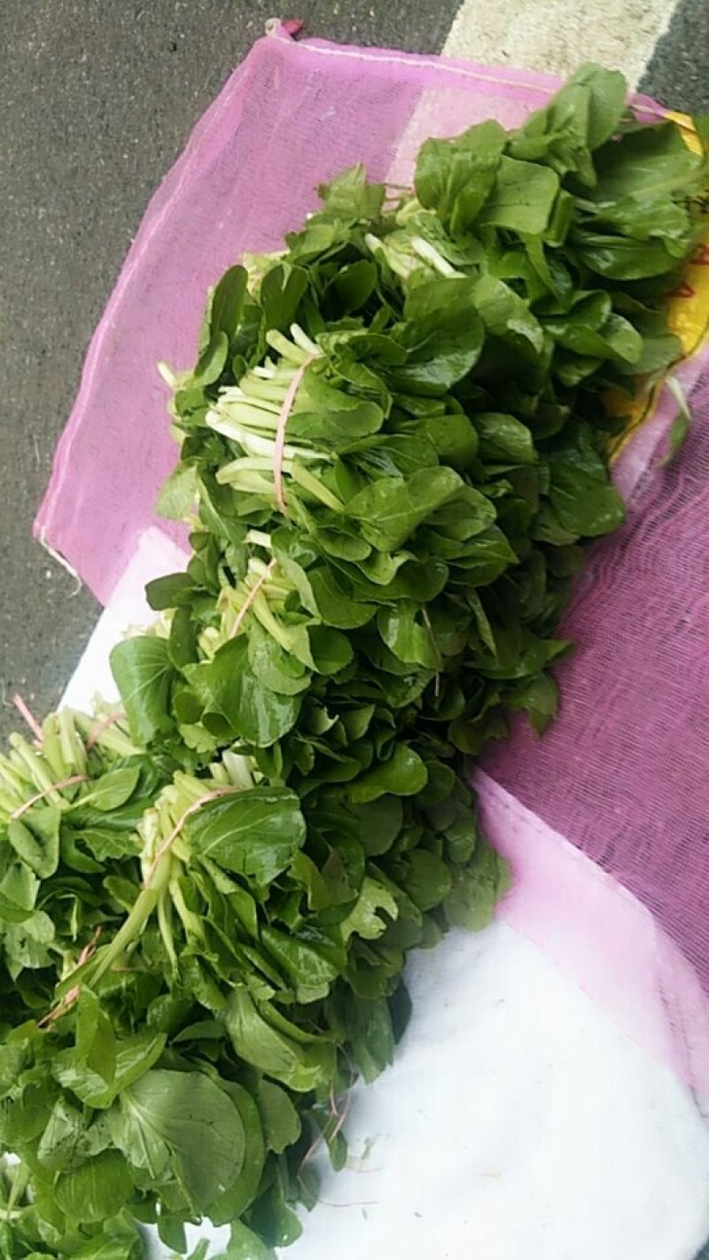 油菜