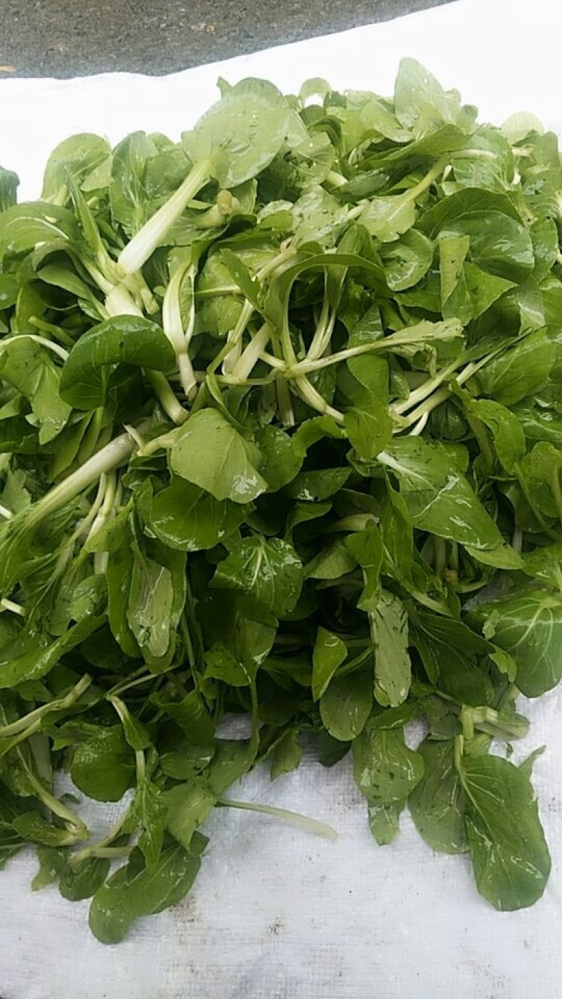 油菜