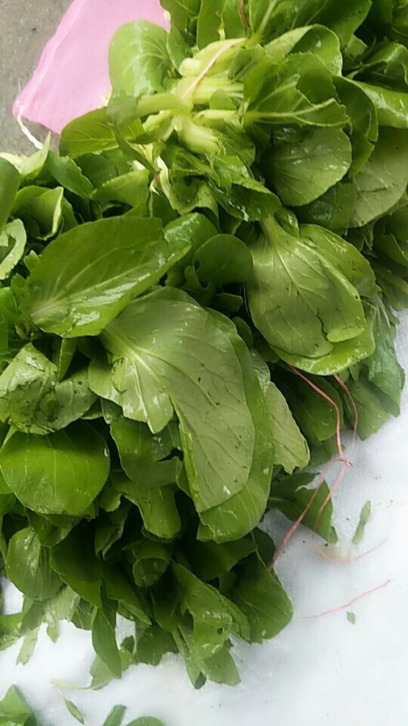 油菜