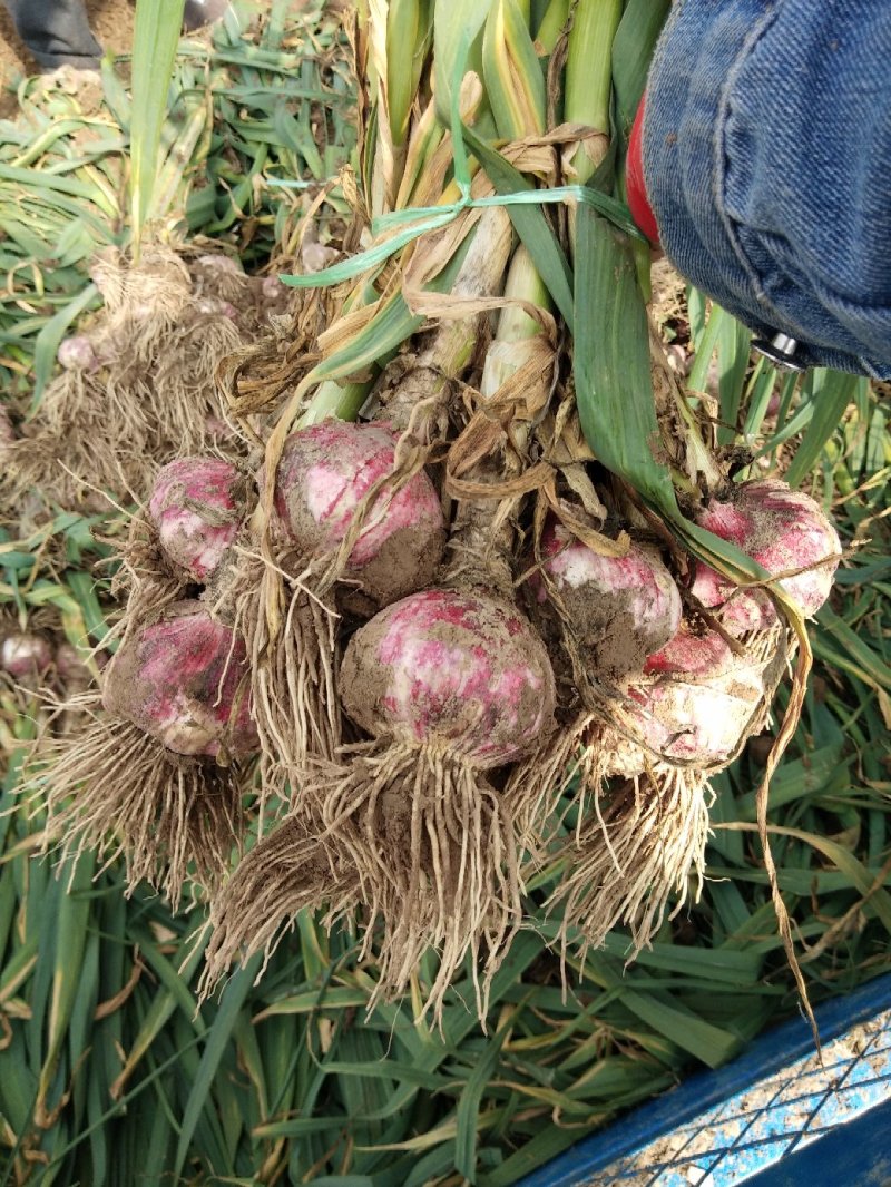 河南杞县优质大蒜，紫红皮鲜蒜.带苗把子蒜、大量供应！