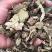 香茶菜铁零角中药材大货供应量大从优物美价廉
