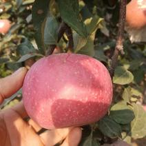 河北省石家庄市正定县苹果种植大户出售苹果