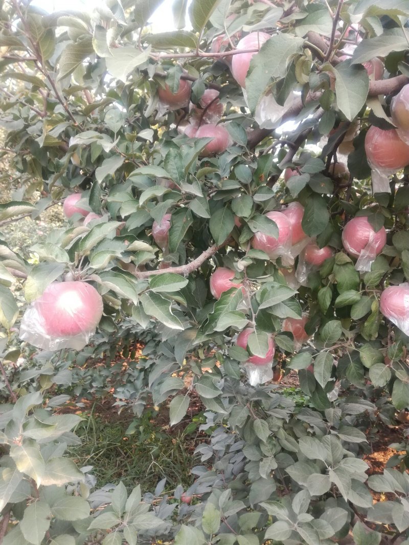 河北省石家庄市正定县苹果种植大户出售红富士苹果