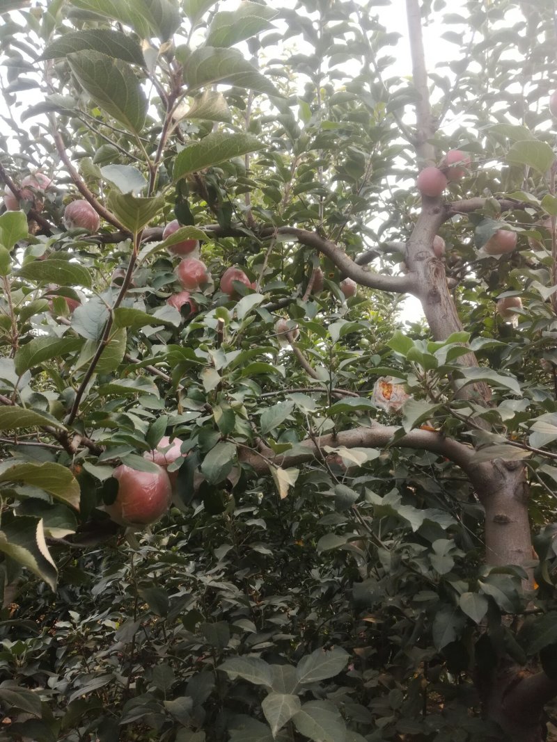 河北省石家庄市正定县苹果种植大户出售红富士苹果