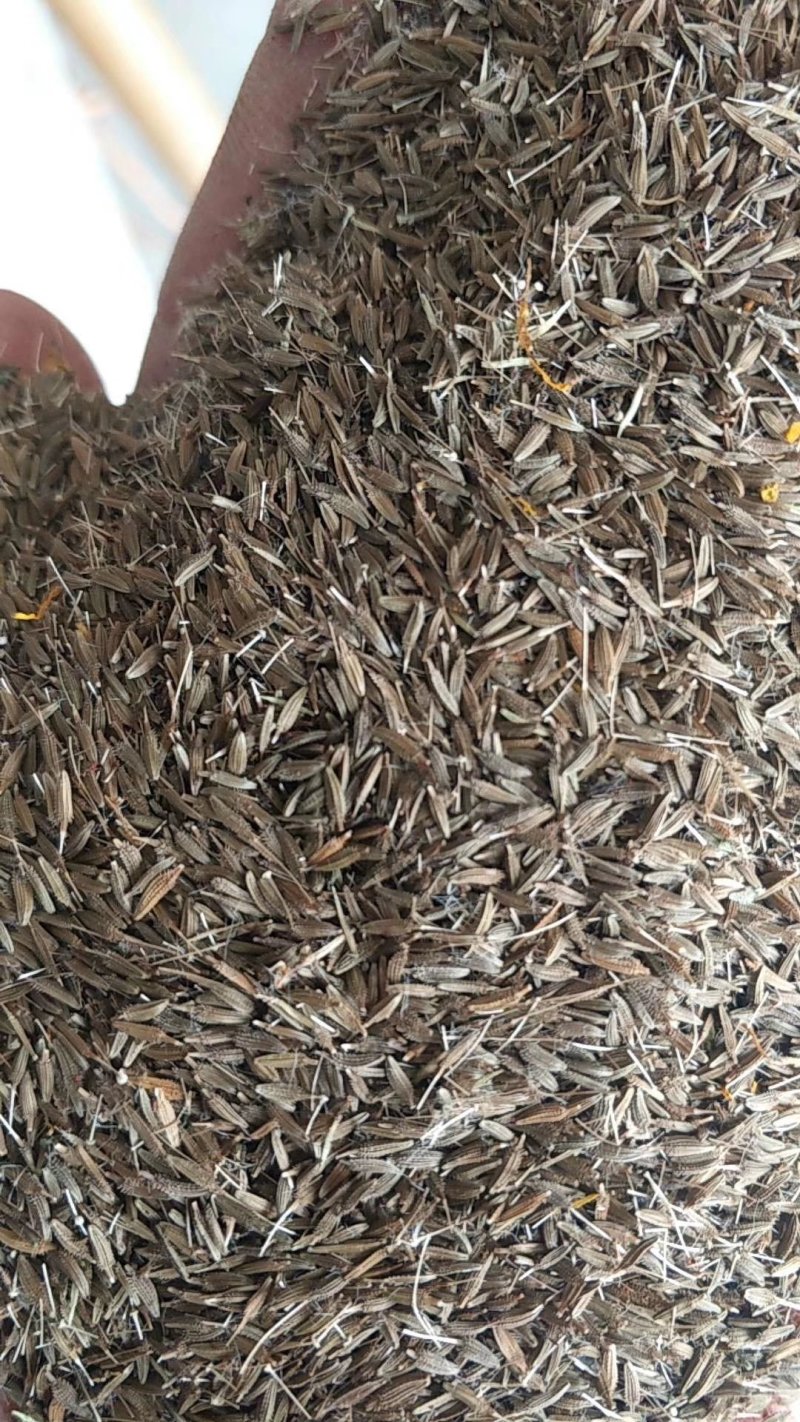 蒲公英新种子。