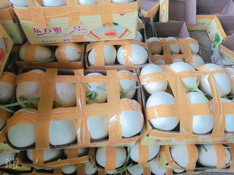 红金蜜甜瓜甜瓜甜瓜一手货源产地直销