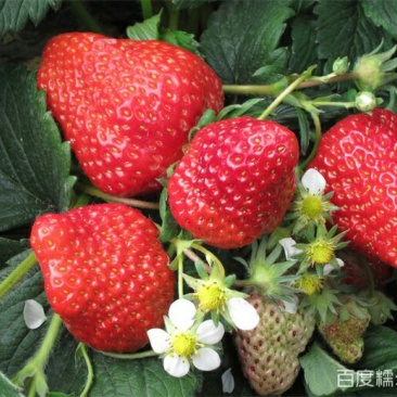 河北省石家庄市正定县草莓种植大户加工草莓大量供应中