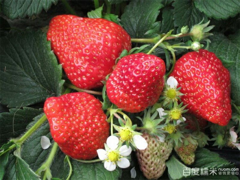 河北省石家庄市正定县草莓种植大户加工草莓大量供应中