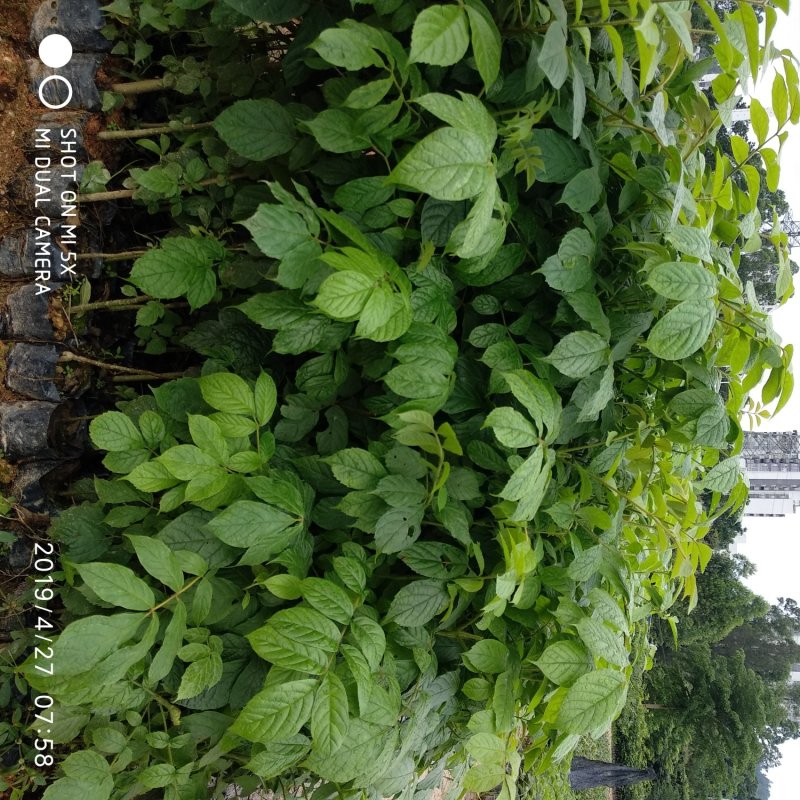 本地火焰木苗场自产自销