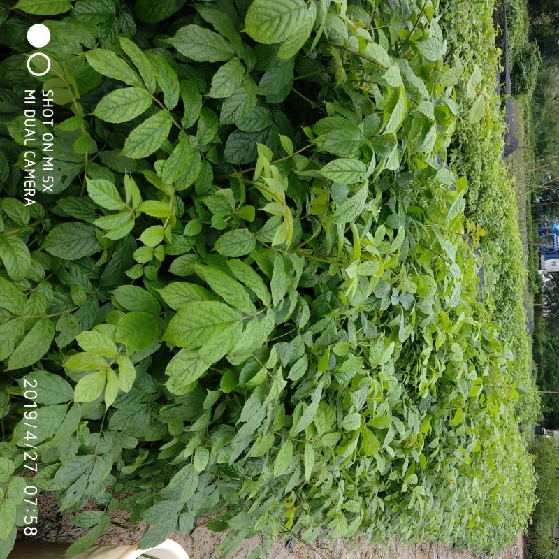 本地火焰木苗场自产自销