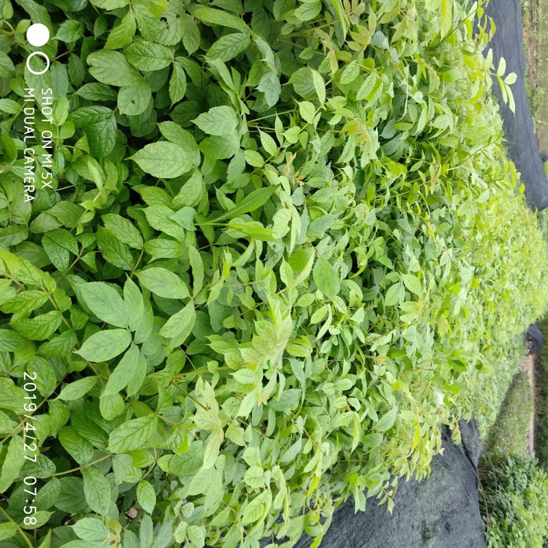 本地火焰木苗场自产自销