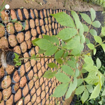 本地火焰木苗场自产自销