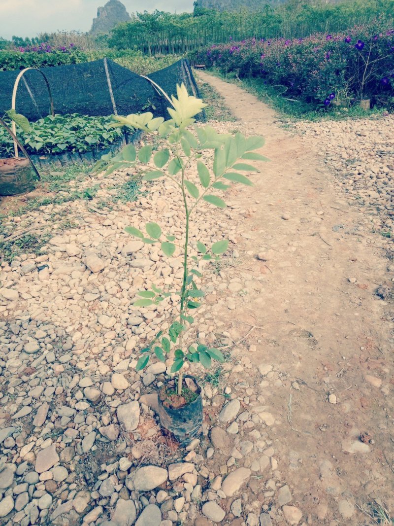 海南黄花梨