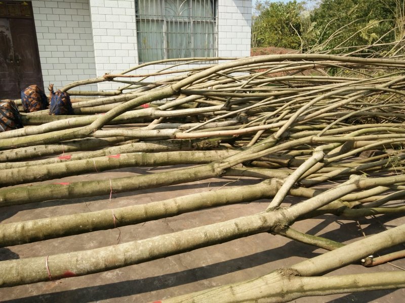 尖叶蓝花楹10~20m