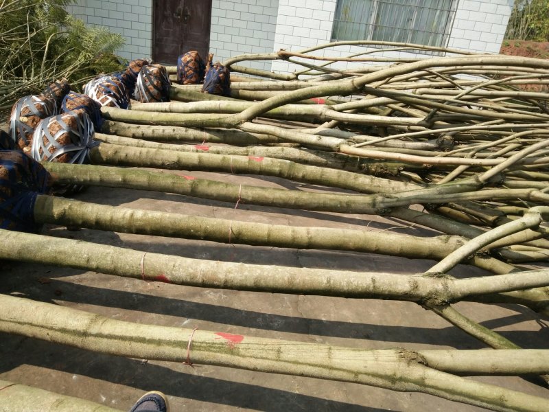 尖叶蓝花楹10~20m