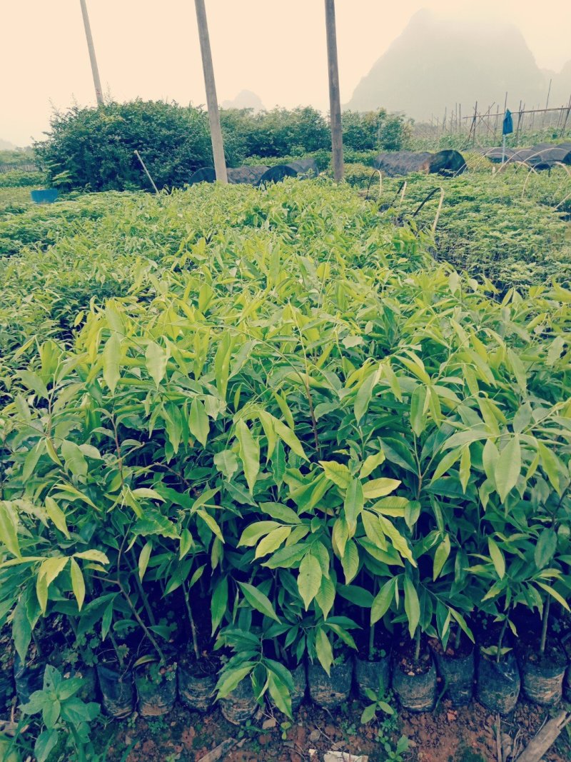 沉香苗