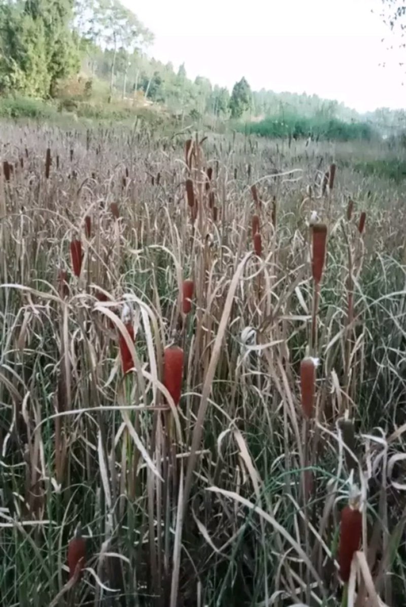 何首乌野生统片