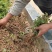 蔷薇花红花蔷薇白花蔷薇蔷薇苗蔷薇花苗蔷薇小苗