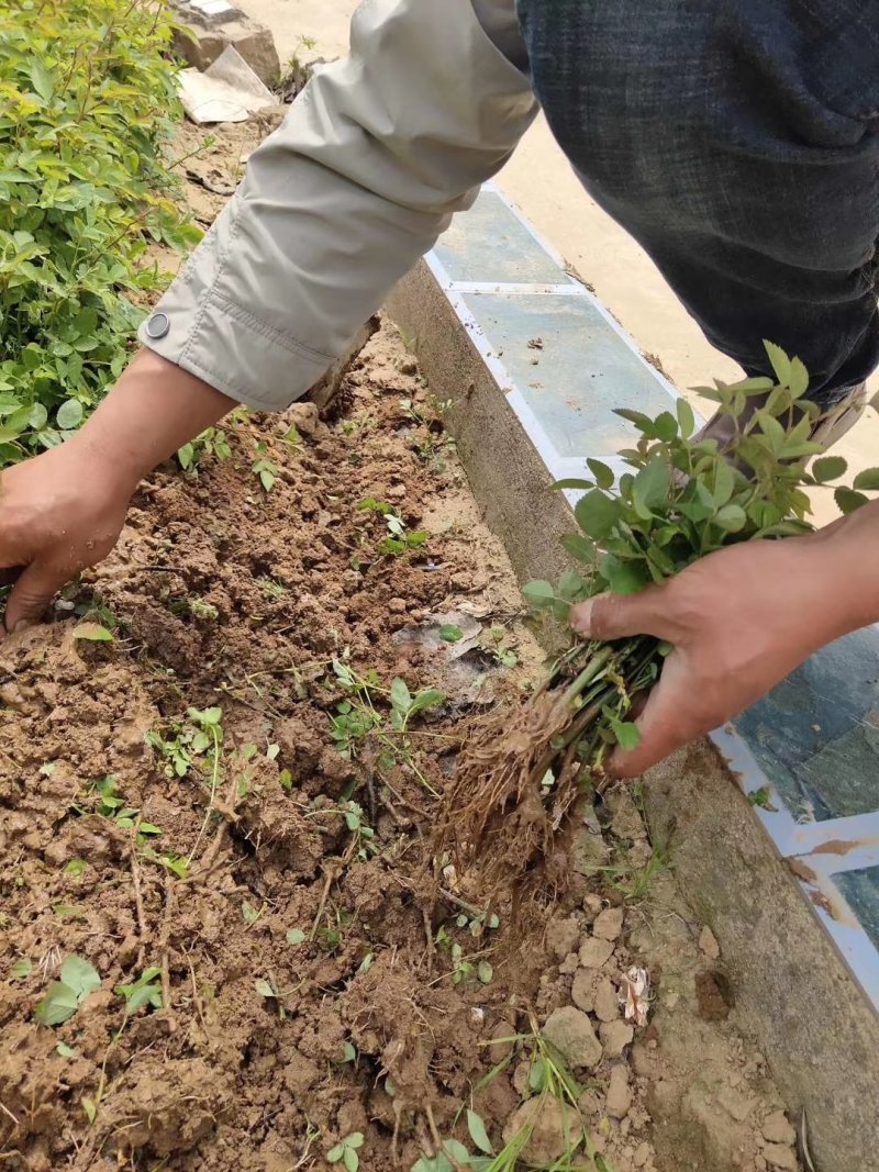 蔷薇花红花蔷薇白花蔷薇蔷薇苗蔷薇花苗蔷薇小苗