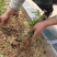 蔷薇花红花蔷薇白花蔷薇蔷薇苗蔷薇花苗蔷薇小苗