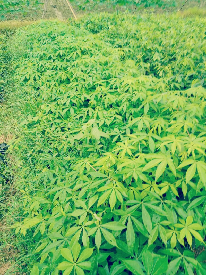 大福木棉