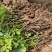 蔷薇蔷薇苗蔷薇花蔷薇小苗红花蔷薇白花蔷薇