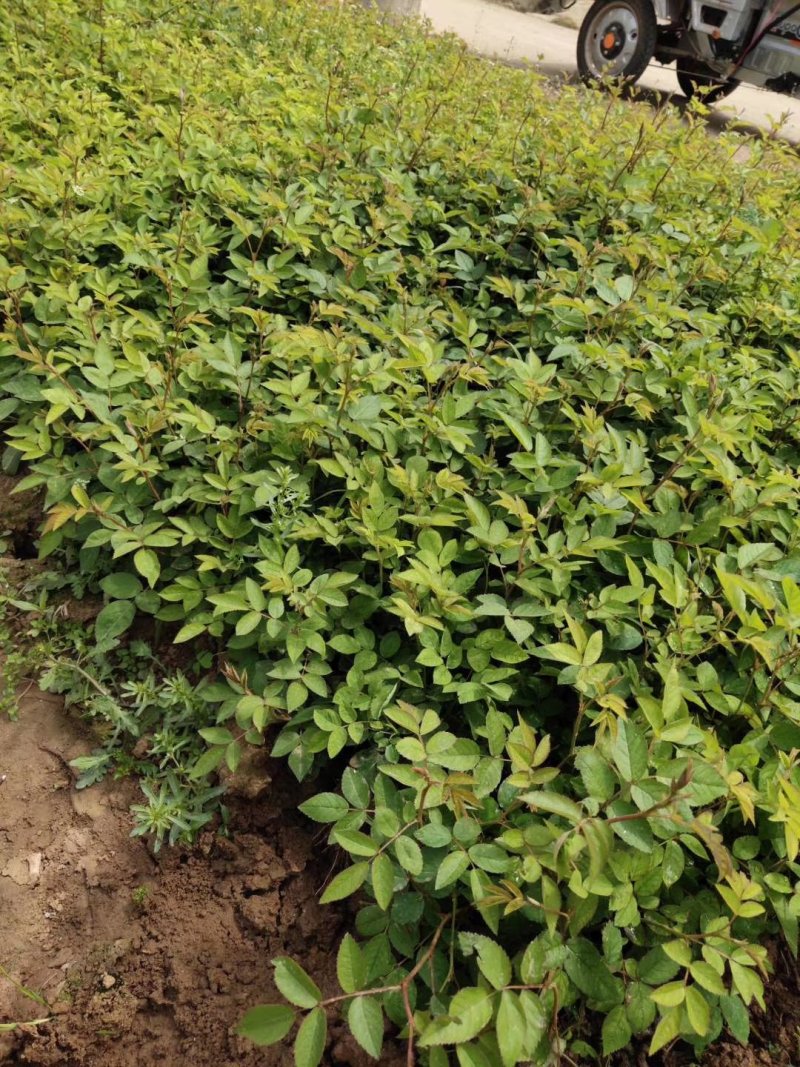 蔷薇蔷薇苗蔷薇花蔷薇小苗红花蔷薇白花蔷薇