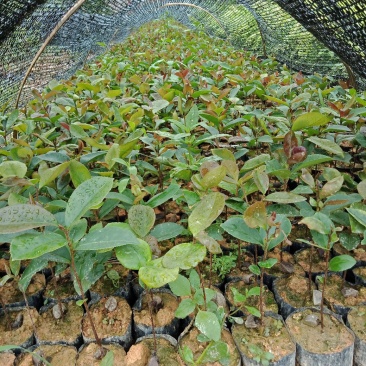 大果油茶苗
