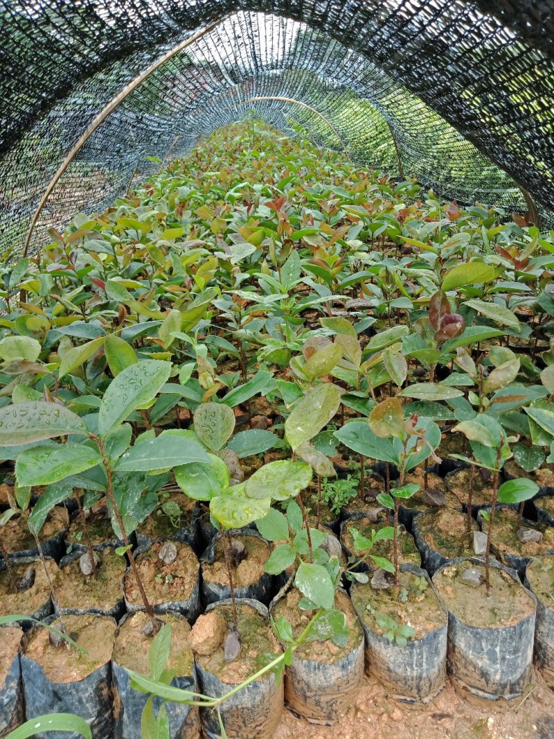 大果油茶苗