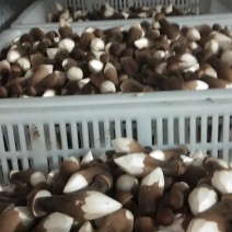 鸡枞菌