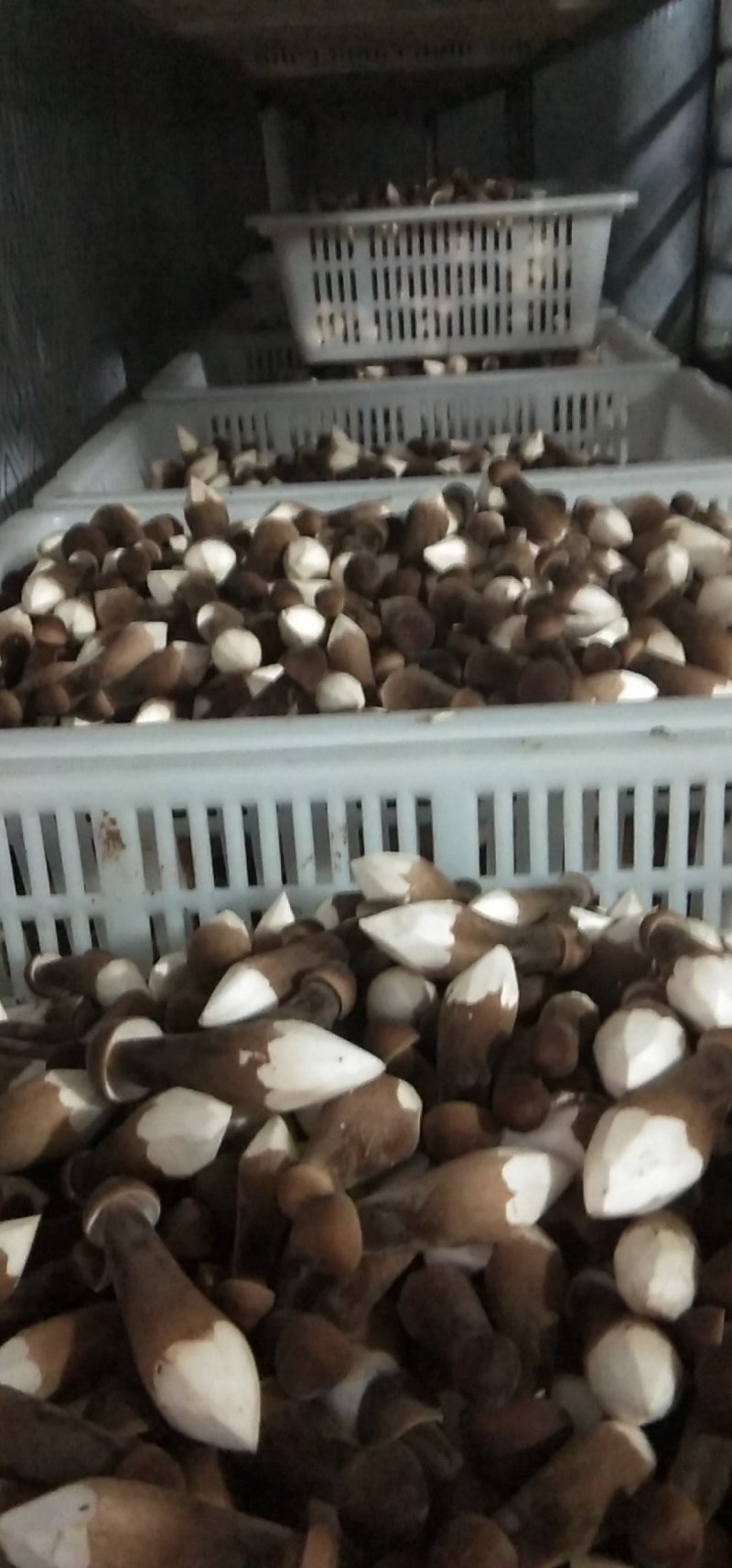 鸡枞菌