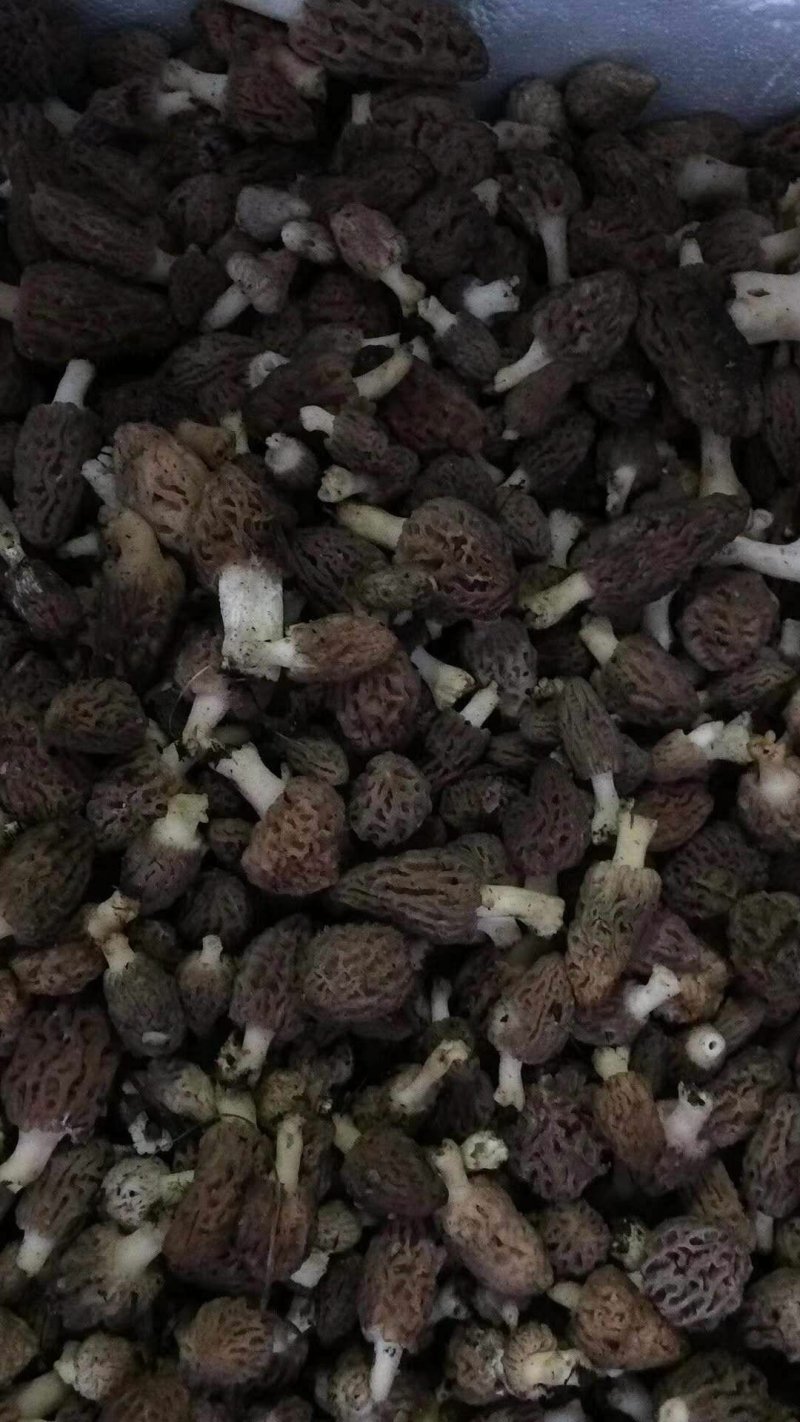 羊肚菌