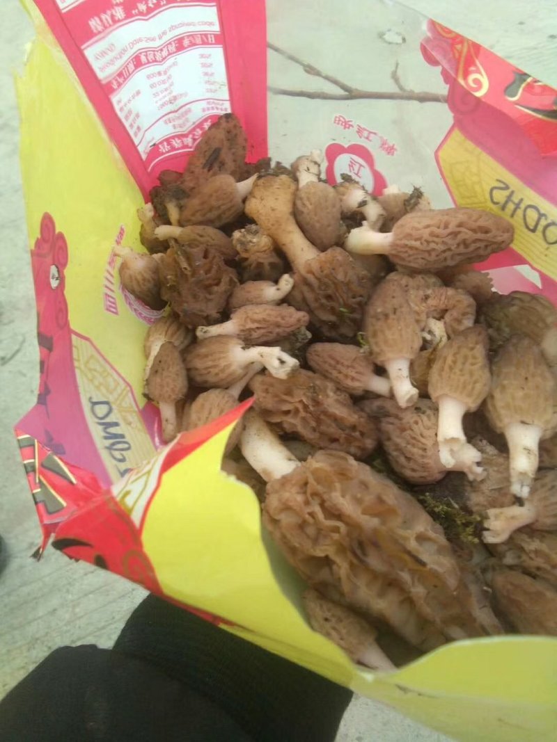 高原野生羊肚菌。