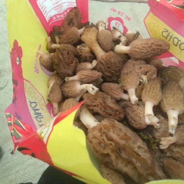 羊肚菌。