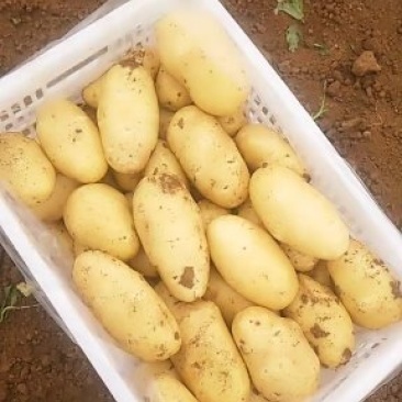 山东肥城大棚土豆大量供应