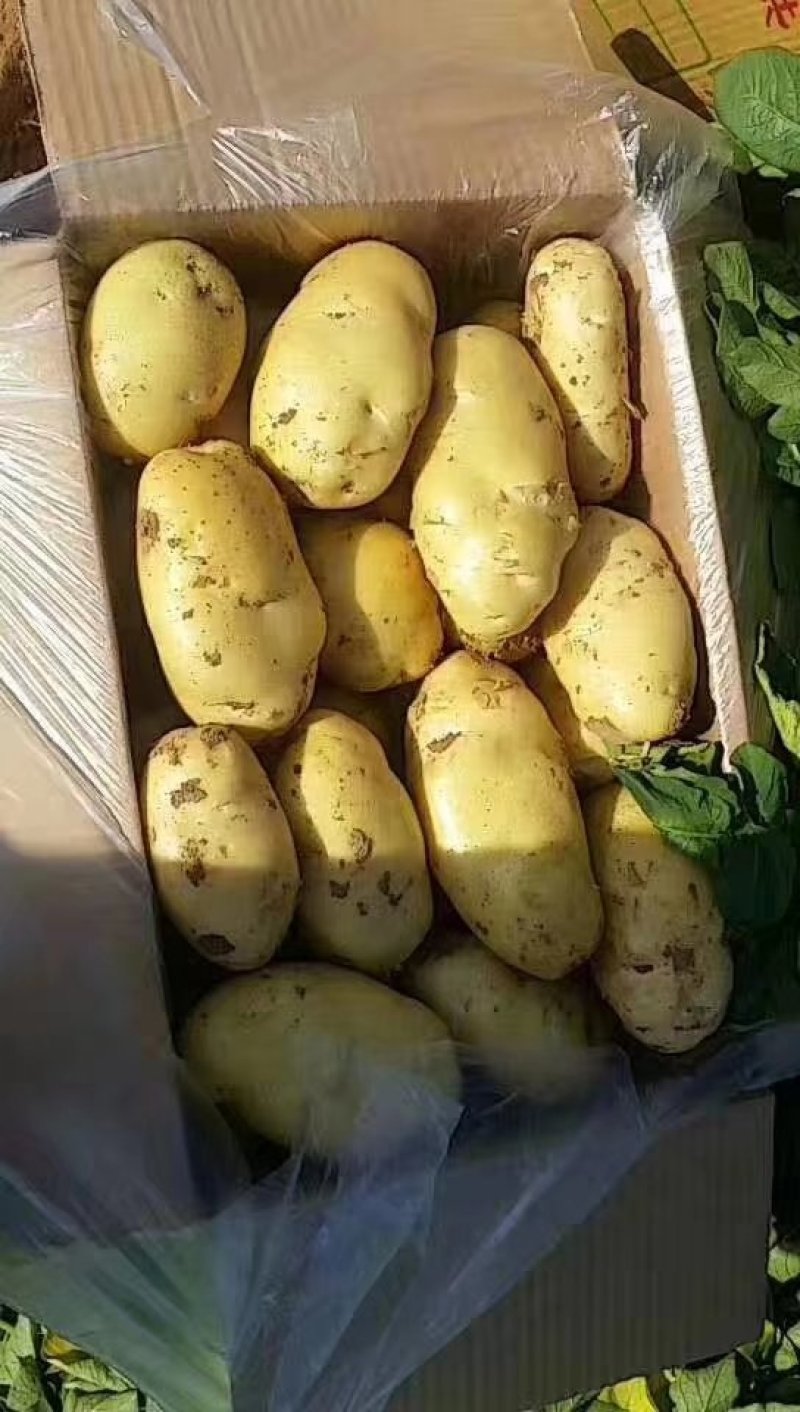 山东肥城大棚土豆大量供应