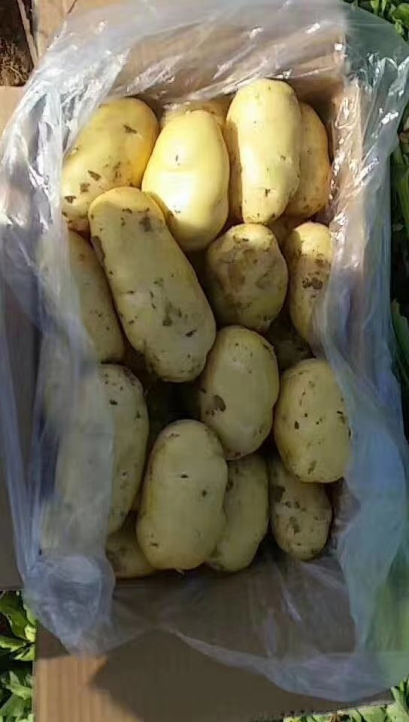 山东肥城大棚土豆大量供应