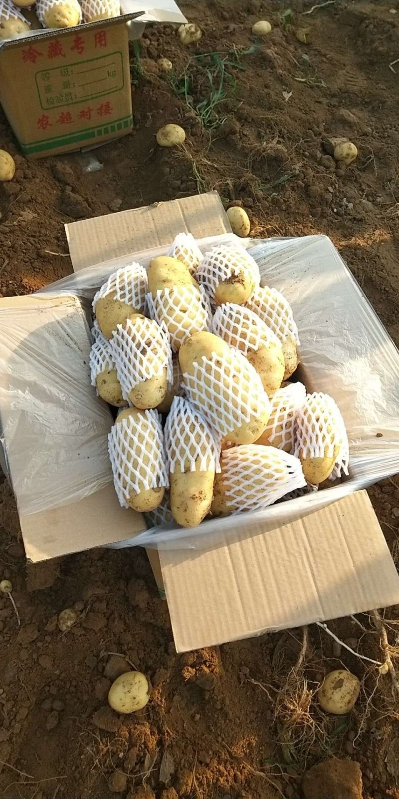 山东肥城大棚土豆大量供应