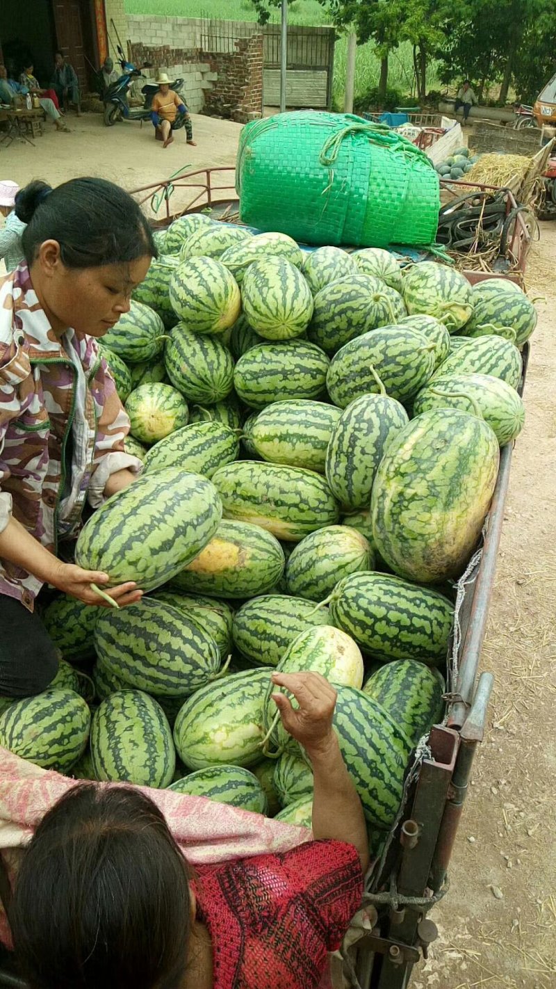 大量供应西瓜