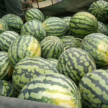 大量供应西瓜