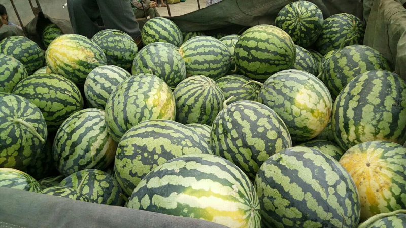 大量供应西瓜