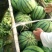 西瓜🍉
