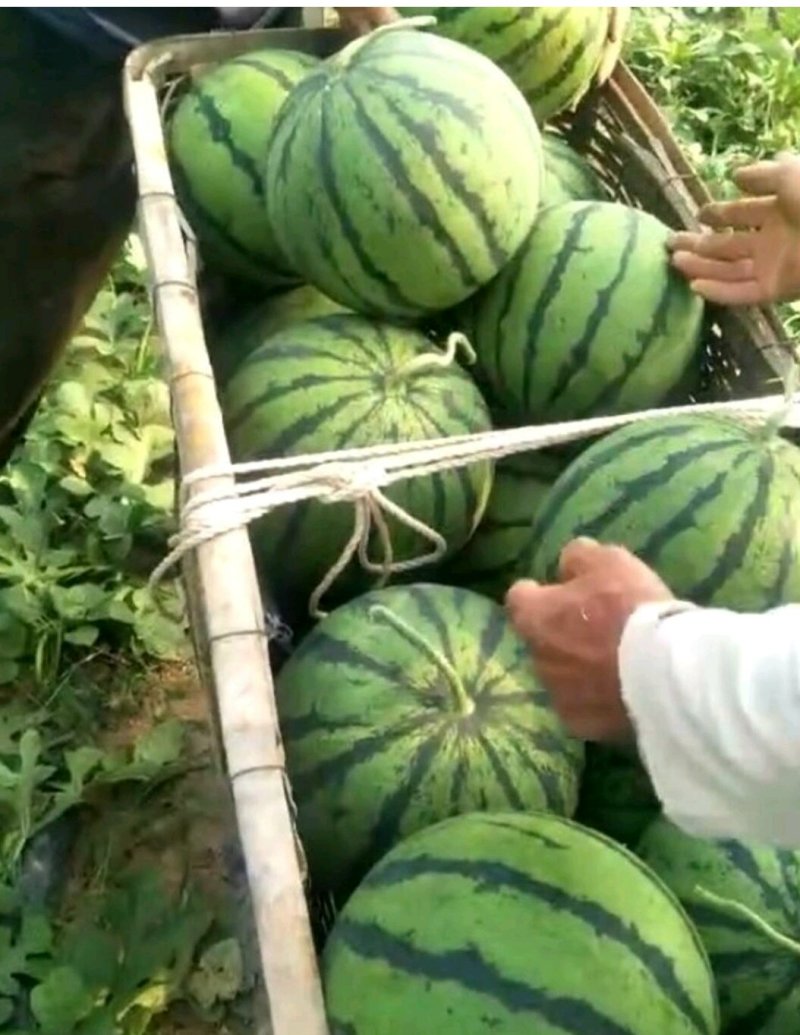西瓜🍉