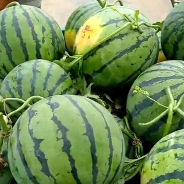 西瓜🍉