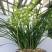 特香兰花春兰蕙兰花苗建兰墨兰蝴蝶兰花卉绿植兰花苗四季兰
