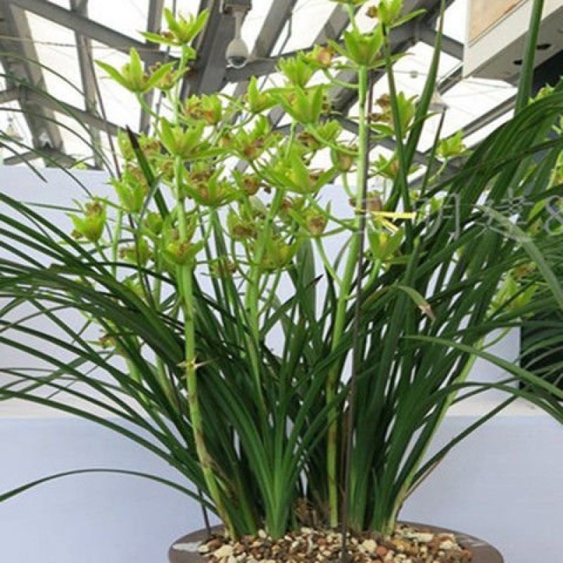 特香兰花春兰蕙兰花苗建兰墨兰蝴蝶兰花卉绿植兰花苗四季兰